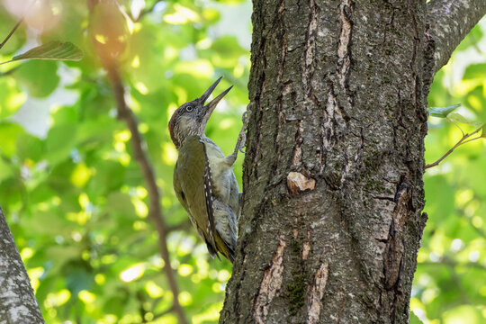 Green woodpecker juvenile on a tree in the summer