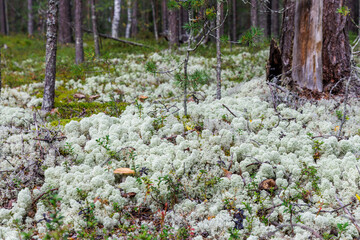 Scenic landscape of wild coniferous woods with thick carpet of white lichen peat moss and wild mushrooms on the ground in Northern Europe wilderness. © Konstantin