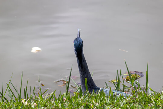 Striated Heron Resting on the Lakeshore in Parque de S&atilde;o Jos&eacute; dos Campos, Brazil.