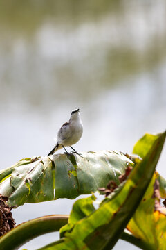 Photograph of a White monjita.