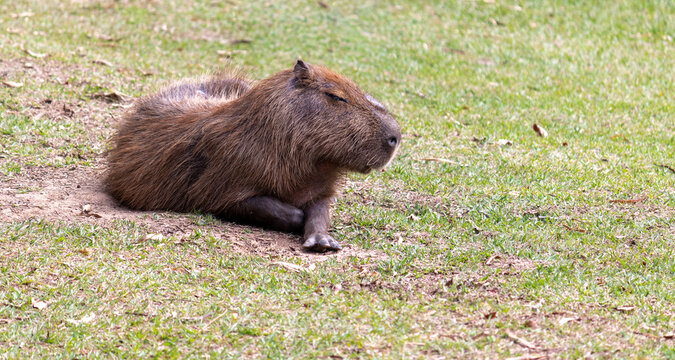 A beautiful capybara resting on the grass.	