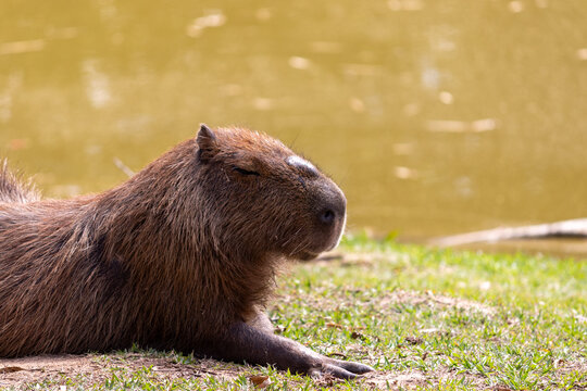 A beautiful capybara resting on the grass.	