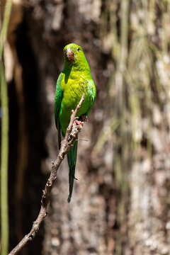 Plain Parakeet Resting on Tree Branch.