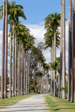 Image taken at the Roberto Burle Marx City Park in S&atilde;o Jos&eacute; dos Campos, S&atilde;o Paulo, Brazil.