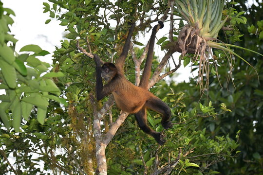 Geoffroy-Klammeraffe Costa Rica
