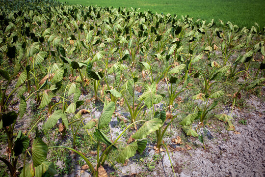 Green Taro Plants with Large Elephant Ear Leaves Growing in Field