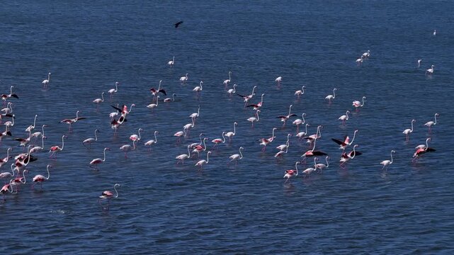Active flock of pink flamingos walking and stretching wings in deep blue lagoon water