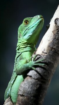 Female basilisk bobbing its head on a branch