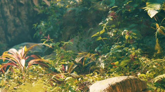 In a vibrant landscape, various plants and stones coexist in a bright area. Sunlight filters through leaves. This scene shows the beauty of nature and plant life.