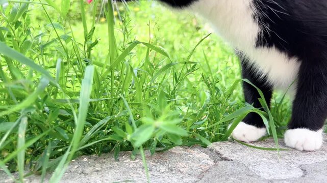 Black and white cat licks lips after nibbling grass outdoors