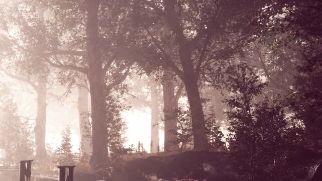 Sunlight shines through tall trees in a forest. Plants and bushes surround a path on the ground. The scene shows a quiet moment in nature during morning hours.