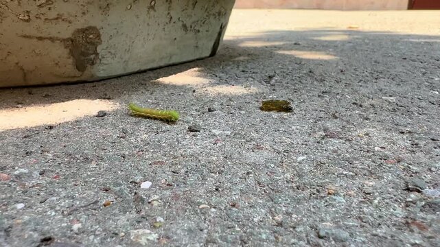Green moth caterpillar lies on pavement near curb in outdoor shade