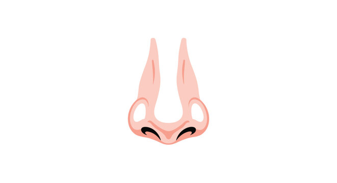 Detailed anatomical diagram of the human nose structure illustrating nasal cartilage and nostrils isolated on white background.