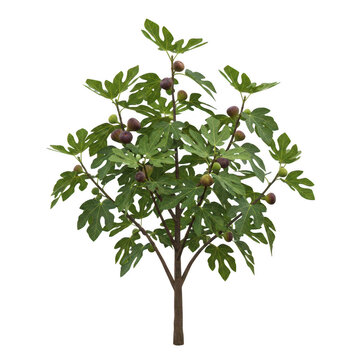 Small fig tree with green leaves and ripe purple fruits