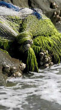 A weathered fishing net covered in green algae rests on a rock while barnacles cling on and waves crash nearby
