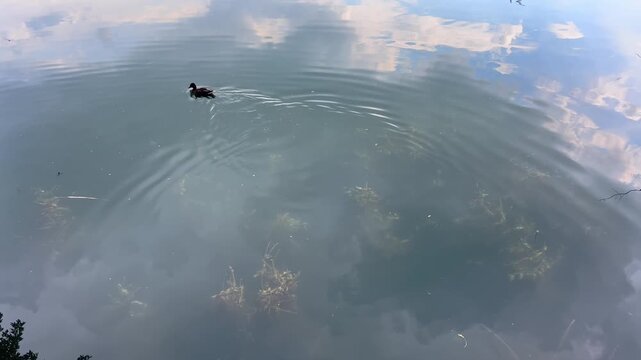 Single duck swims across calm pond beneath soft cloud reflections