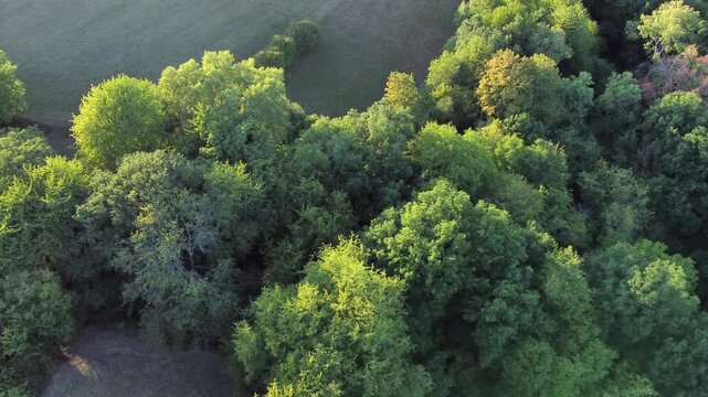 Drohne fliegt &uuml;ber gr&uuml;ne Bauminseln mit Laubb&auml;umen, Luftaufnahme