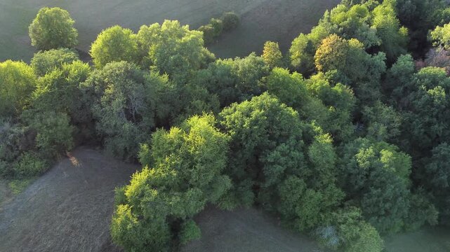 Drohne fliegt &uuml;ber gr&uuml;ne Bauminseln mit Laubb&auml;umen, Luftaufnahme