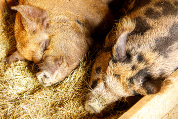 Close-up of two cute pigs, one reddish and one spotted, sleeping soundly on a bed of hay. © vegefox.com