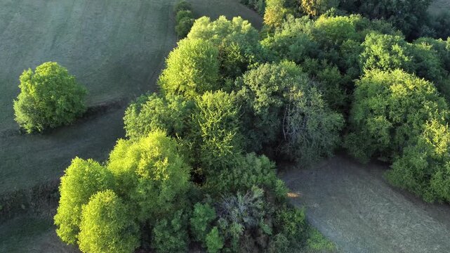 Drohne fliegt &uuml;ber gr&uuml;ne Bauminseln mit Laubb&auml;umen, Luftaufnahme
