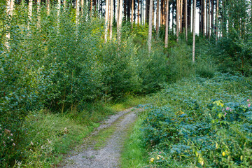 Fototapeta premium Serene woodland path surrounded by vibrant green foliage and towering trees.