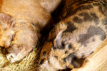Two young pigs, one brown and one striped, napping peacefully together on a bed of hay. © vegefox.com