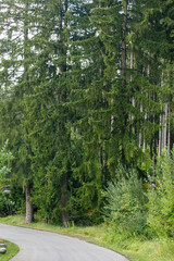 Fototapeta premium Curving asphalt road bordered by a dense, vibrant green forest of tall evergreen trees.