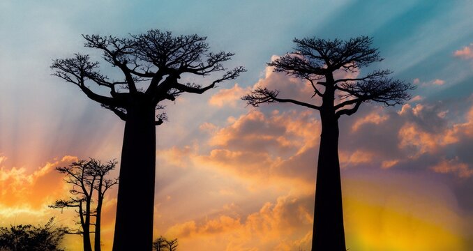 View of the iconic baobab trees at sunset with golden light rays and silhouettes against a colorful sky in Madagascar.