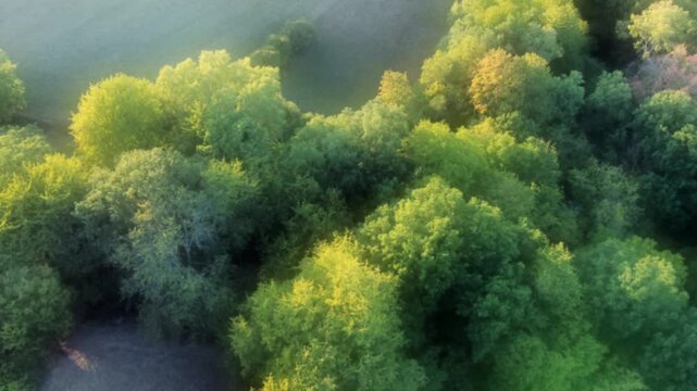 Drohne fliegt &uuml;ber gr&uuml;ne Bauminseln mit Laubb&auml;umen, Videoeffekt, Weichzeichner, Luftaufnahme