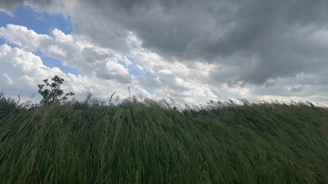 Low angle, slow motion footage of grasses blowing in the wind in a rural midwest area on a stormy day