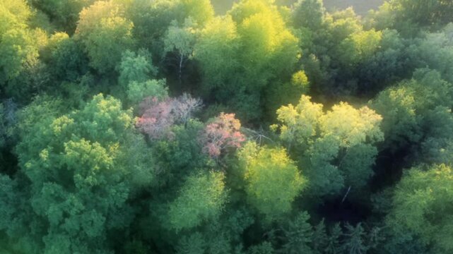 Drohne fliegt &uuml;ber gr&uuml;ne Bauminseln mit Laubb&auml;umen, Videoeffekt, Weichzeichner, Luftaufnahme