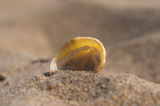 shell on the sand