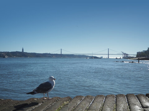 Gaviota junto al r&iacute;o Tajo con Puente 25 de abril al fondo, Lisboa, Portugal