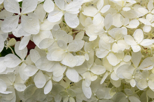 White Hydrangea Blossoms Showing Soft Petals With Fresh Dew Across Cluster