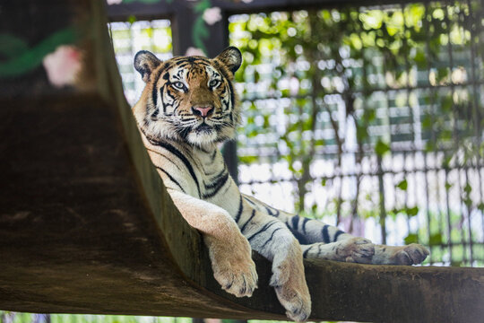 View of a tiger resting on a concrete platform at Chattogram Zoo in Chittagong, Chittagong Division, Bangladesh.