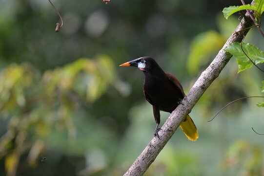 Montezumastirnvogel Costa Rica