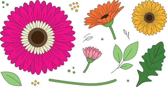 Vibrant gerbera daisy vector illustration set featuring colorful pink orange and yellow blossoms with green leaves and stems isolated on white background