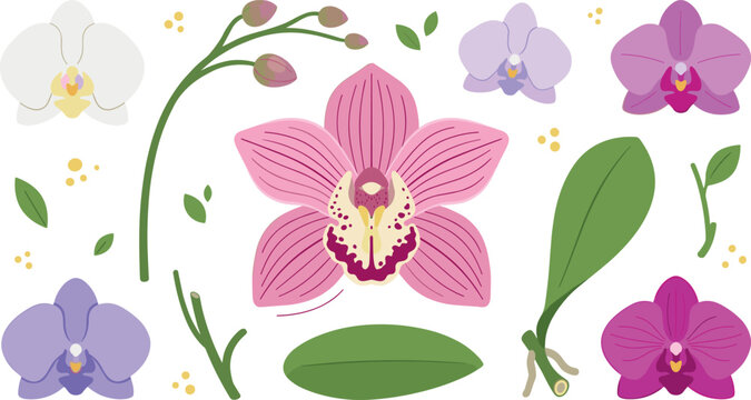 Beautiful orchid flower vector illustration collection featuring exotic phalaenopsis blossoms, tropical leaves, individual flower buds, and stems isolated on a clean white background