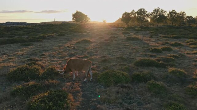 Aerial view of a Cachena cow grazing in the mountainous landscape of Serra D'Arga at sunset near the Santuario de Nossa Senhora do Minho in Montaria, Viana do Castelo, Portugal.