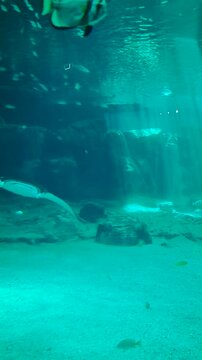 Manta rays and sharks glide gracefully through bright turquoise water inside a large aquarium tank. Sunbeams pierce the deep blue environment, illuminating swimming fish and rocky underwater