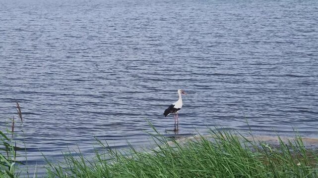 A white stork stands quietly near tall green reeds in shallow water. Gentle ripples move across the lake surface, capturing a peaceful, natural scene of wetland wildlife and serene country landscape