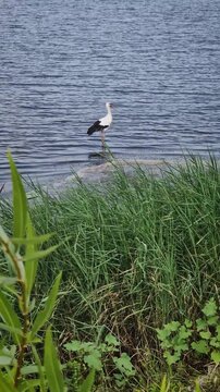 A white stork stands quietly near tall green reeds in shallow water. Gentle ripples move across the lake surface, capturing a peaceful, natural scene of wetland wildlife and serene country landscape