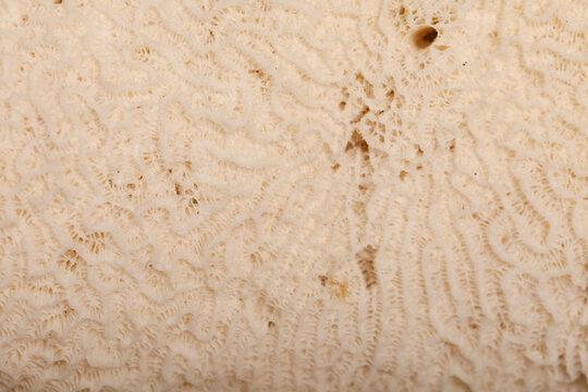 Detailed macro view of a bleached coral structure showing intricate patterns