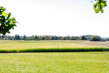Naklejka premium Expansive green fields under a bright sky, with a line of trees on the horizon.