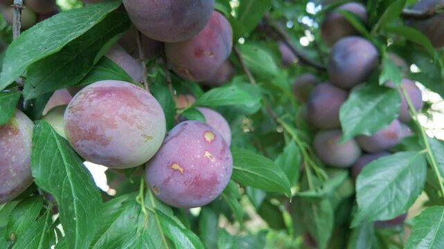 Fresh purple plums ripening on a green branch in orchard. Ripe sweet fruits hanging on plum tree in sunny summer garden. Natural organic food.
