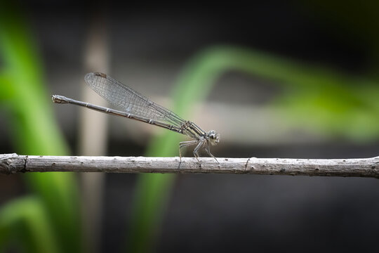 Damselfly on a Stick in a Garden