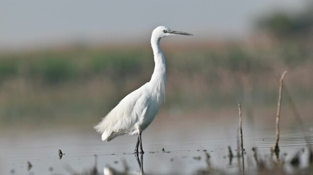  Little Egret (Egretta garzetta) is a common species in the wetlands of the Dicle Valley. Usually balık tutarlarlar.