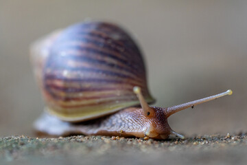 Close-up of a garden snail crawling on the ground © Eliya