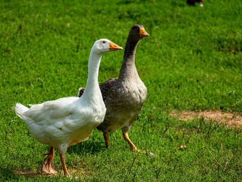 H&uuml;hner und G&auml;nse auf einer Wiese