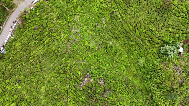 Aerial view of lush green tea plantation fields near Patenggang Lake in Rancabali, West Java, Indonesia.